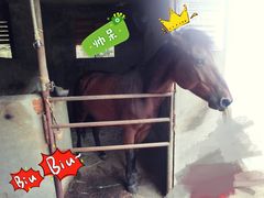 -枫露马术学院(藏书校区)