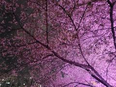 -西北湖绿化广场