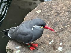 -阿提斯皇家动物园