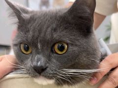 -东莞宠友24H宠物中心医院·转诊夜诊·异宠(新河北路院)