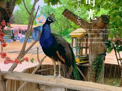 -辛玛王国游乐园