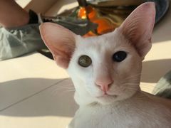 -飞行喵MR PILOT|猫舍·猫咖(静安大融城店)
