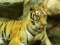 -北京野生动物园