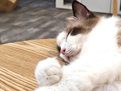 -楼上猫咖(罗湖店)