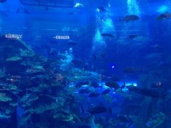 -迪拜水族馆及水下动物园