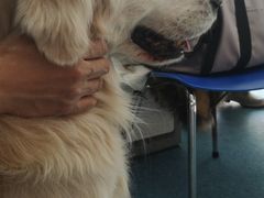 -北京赛佳动物医院