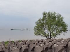 -上海滨江森林公园