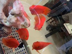 -福禄财东北菜(珠江帝景店)