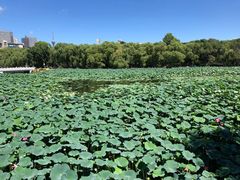 -长春市南湖公园