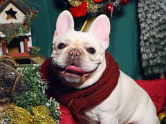 -超宠爱宠物摄影-Super pet