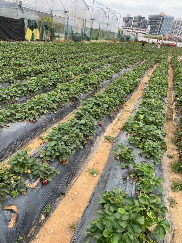 凤凰山草莓园-"交通: 交通便利就在凤凰山附近草莓不错.