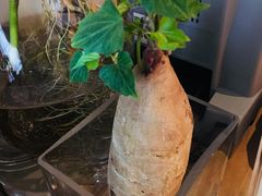 -瓦库茶馆17号(海汇港店)