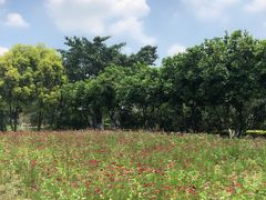 -广东花都香草世界旅游度假区