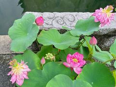 -上海方塔园