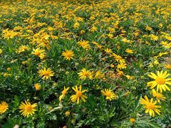 -广东花都湖国家湿地公园