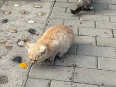 -康陵正德春饼宴26号