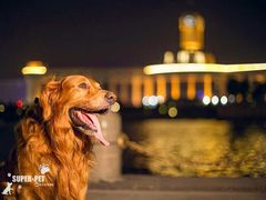-超宠爱宠物摄影-Super pet