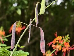 -东莞植物园