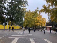 -三里屯东五街银杏大道