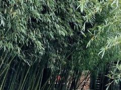 -竹泉村旅游度假区