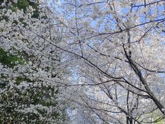 -陆家嘴中心绿地