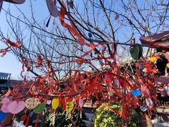 -祥源·阜阳生态乐园