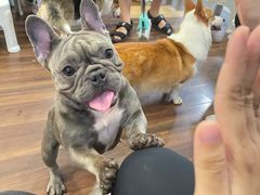 -柯斗斗主题餐厅·狗咖·围炉煮茶·茶饮(国瑞升平里店)