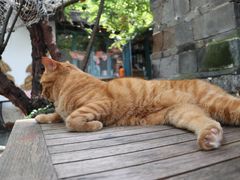 -喵屿·大理花园猫咖