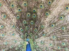 -丽泽山庄·生态怀柔菜·虹鳟鱼(红螺寺店)