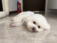 -帕帕拉兹宠物(亚洲旗舰店)