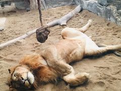 -清迈夜间动物园