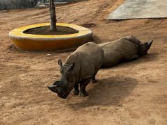 -西霞口神雕山野生动物世界