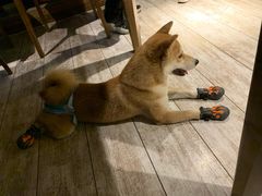 -百好乐宠物友好餐厅(朝外大街店)