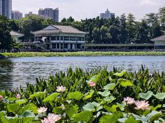 -荔湾湖公园