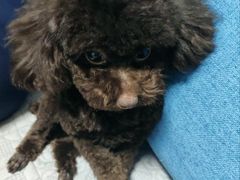 -派多格宠物·购宠(靛厂路店)