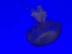 -上海海洋水族馆