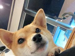 -PETKIT小佩宠物·低压洗护(国顺东路店)