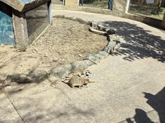 -合肥野生动物园