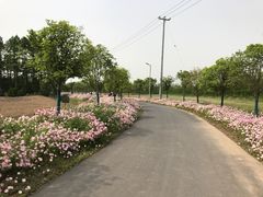 -上海长兴岛郊野公园