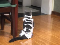 -纳吉亚猫专科动物医院博雅分院