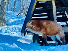 -宫城藏王狐狸村