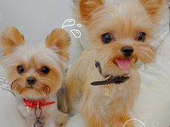 -宠爱多约克夏马尔济斯泰迪小型犬专卖