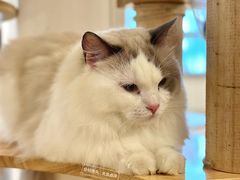 -有喵·猫咖·狗咖·30几只猫10只小狗(岗厦店)