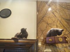 -more than meow吴止猫主题餐厅(承德 中船汇店)