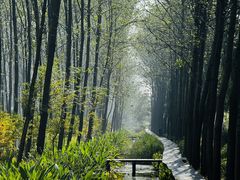 -合肥滨湖国家森林公园