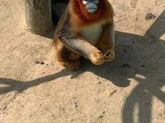 -西霞口神雕山野生动物世界