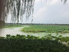 -白洋淀景区