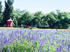 -北京东方普罗旺斯薰衣草庄园