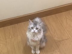 -猫にゃん · 猫的隐藏屋猫咖(麦地旗舰店)