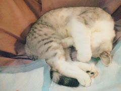 -more than meow吴止猫主题餐厅(承德 中船汇店)